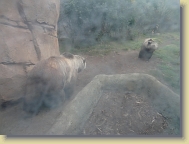 Zoo-Dec2013 (127) * 4896 x 3672 * (3.58MB)